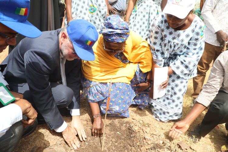 A tree is planted as part of the IWD2024 Celebration at the ICRISAT-Mali Campus.