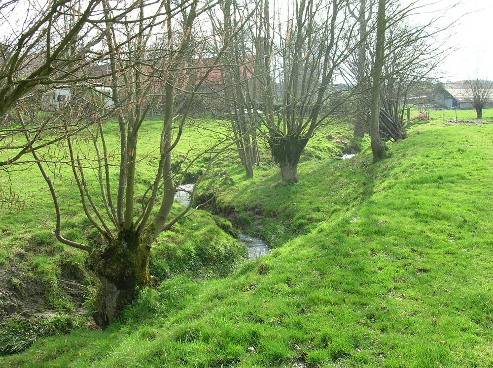 Groenblauwe netwerken