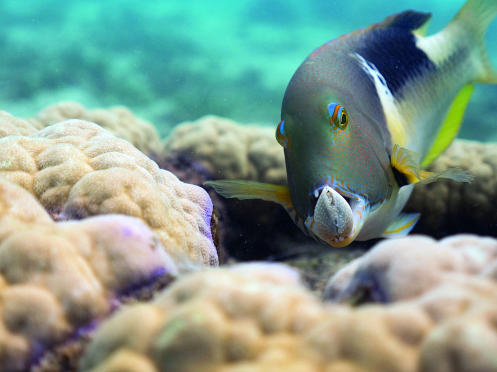 Afl 1: One Ocean - (c) BBC