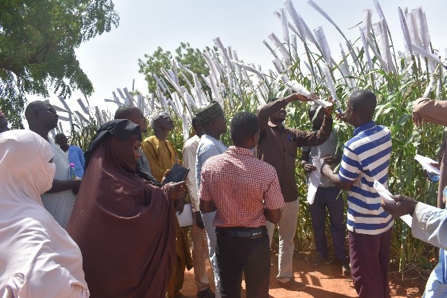 Preview: Partners from Niger and Chad trained on Seed production at ICRISAT Niger