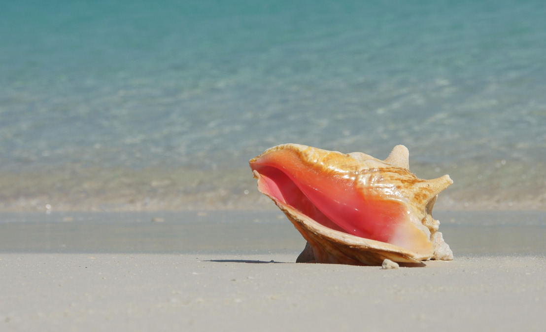 OECS Launches Queen Conch ‘Blue BioTrade’ Project