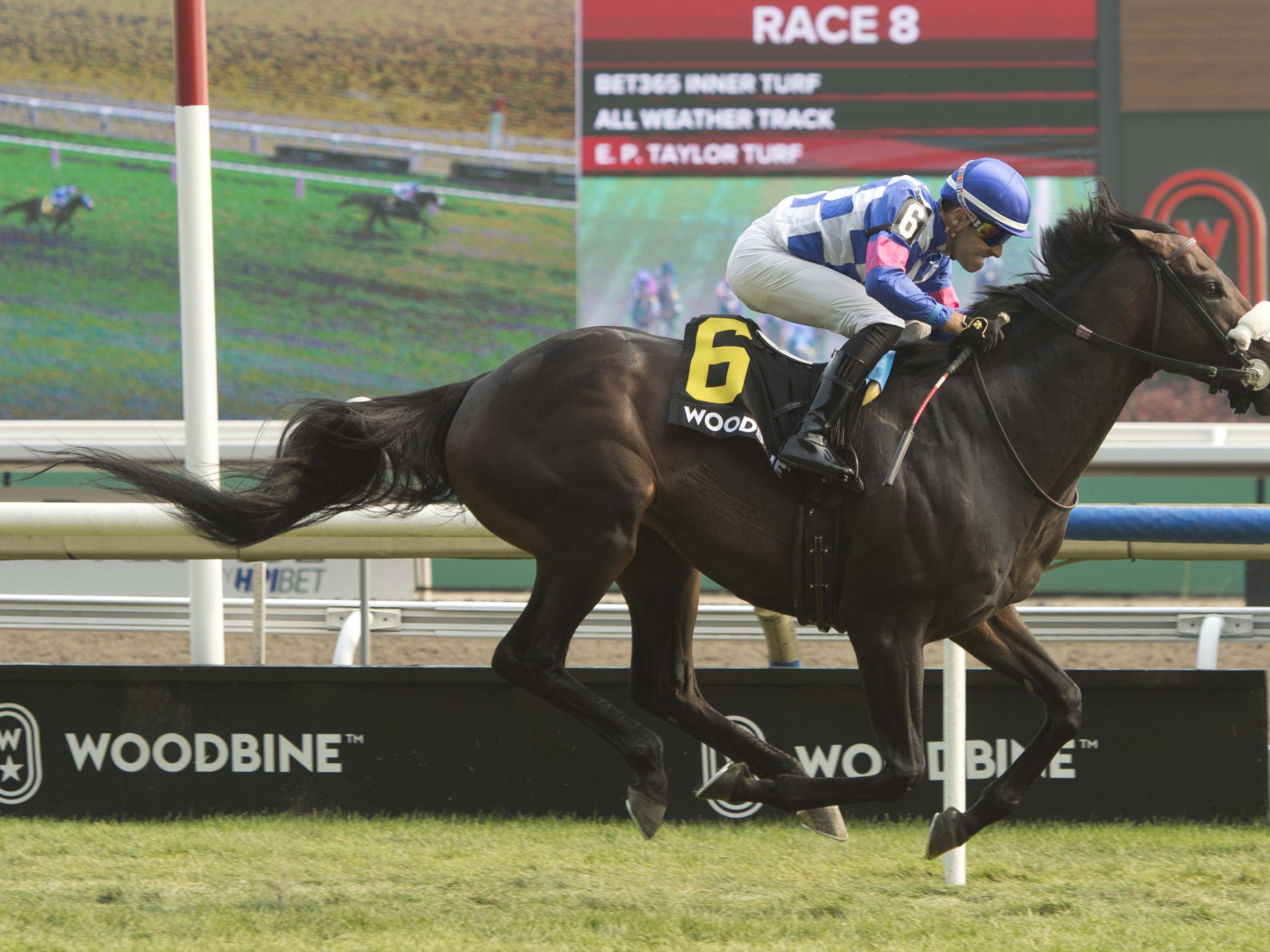 Stanley House sensational in Niagara Stakes