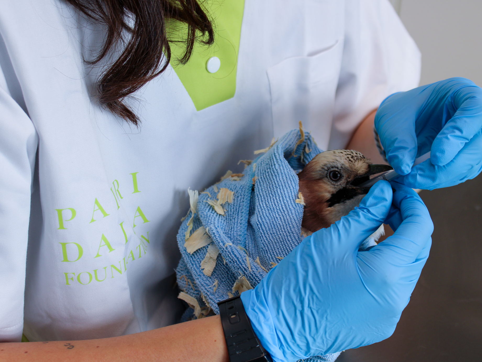Déjà plus d’animaux pris en charge en sept mois par le CREAVES de Pairi Daiza que durant toute l’année 2024