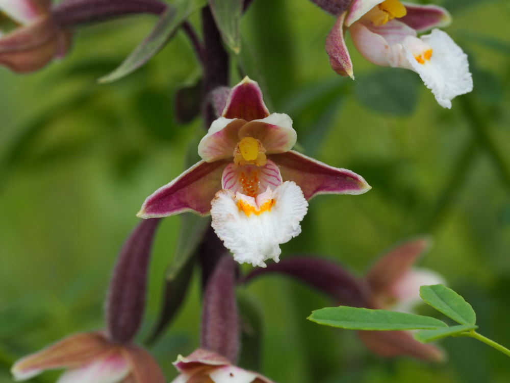 Moeraswespenorchis