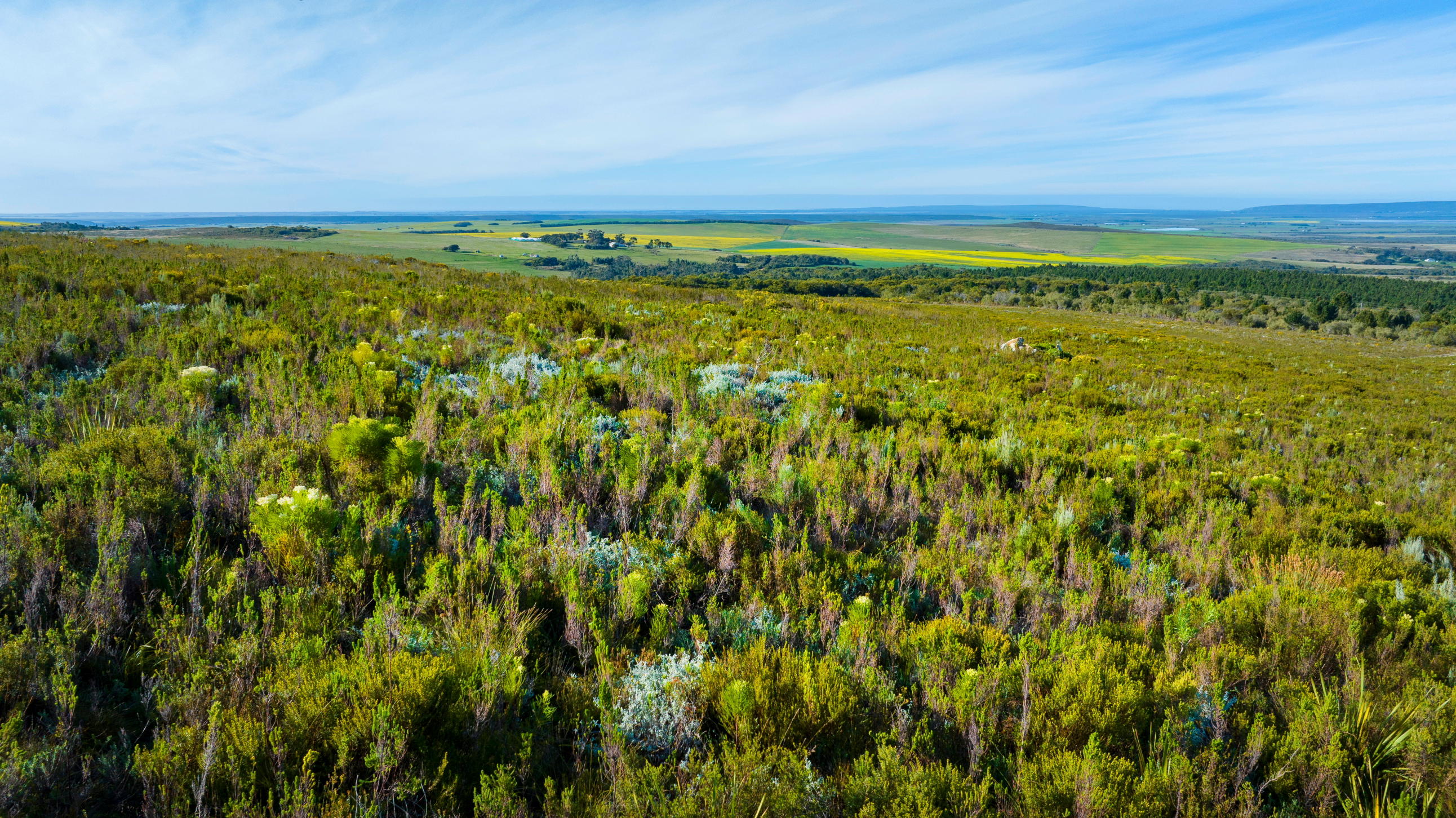 Honeybush is a caffeine-free tea that is rich in antioxidants and mangiferin (Photo credit: Agulhas Honeybush Tea) Honeybush is a caffeine-free tea that is rich in antioxidants and mangiferin (Photo credit: Agulhas Honeybush Tea)