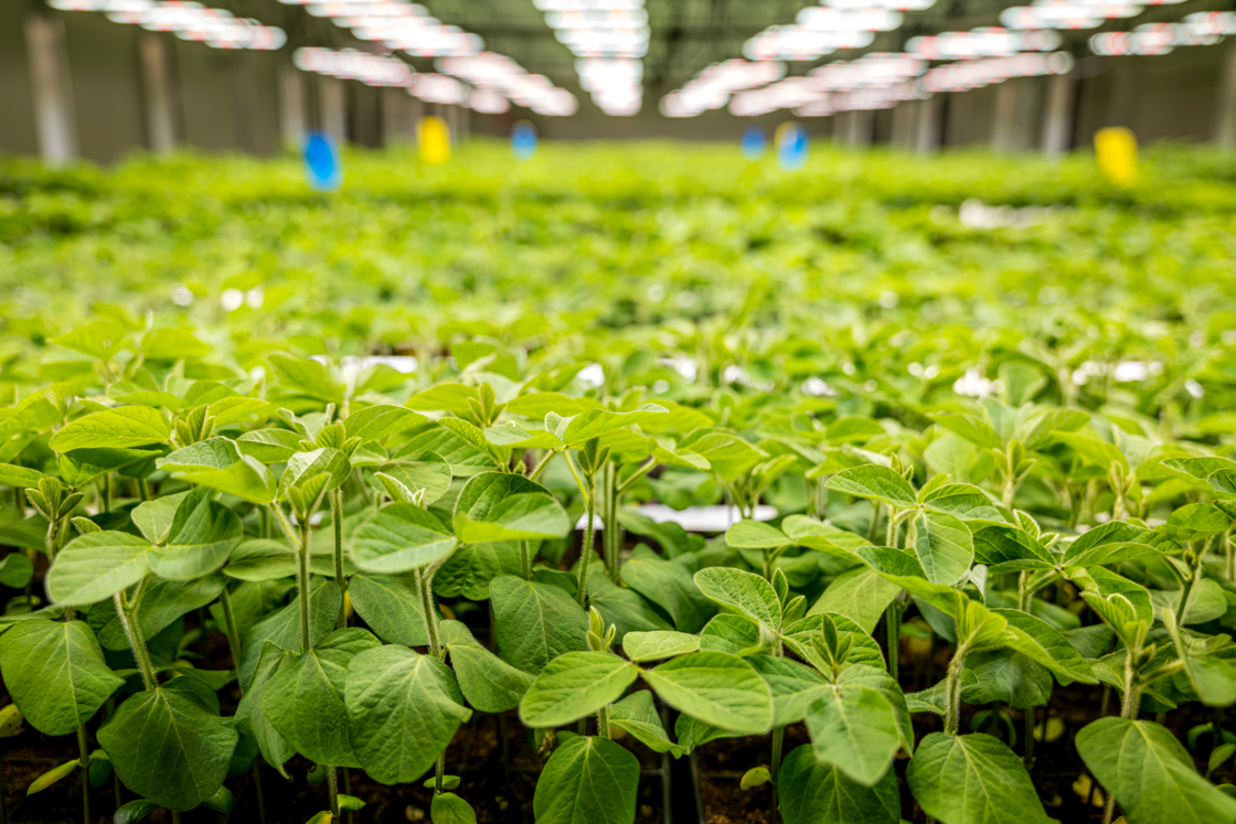 La start-up gantoise Protealis accélère le développement de soja local