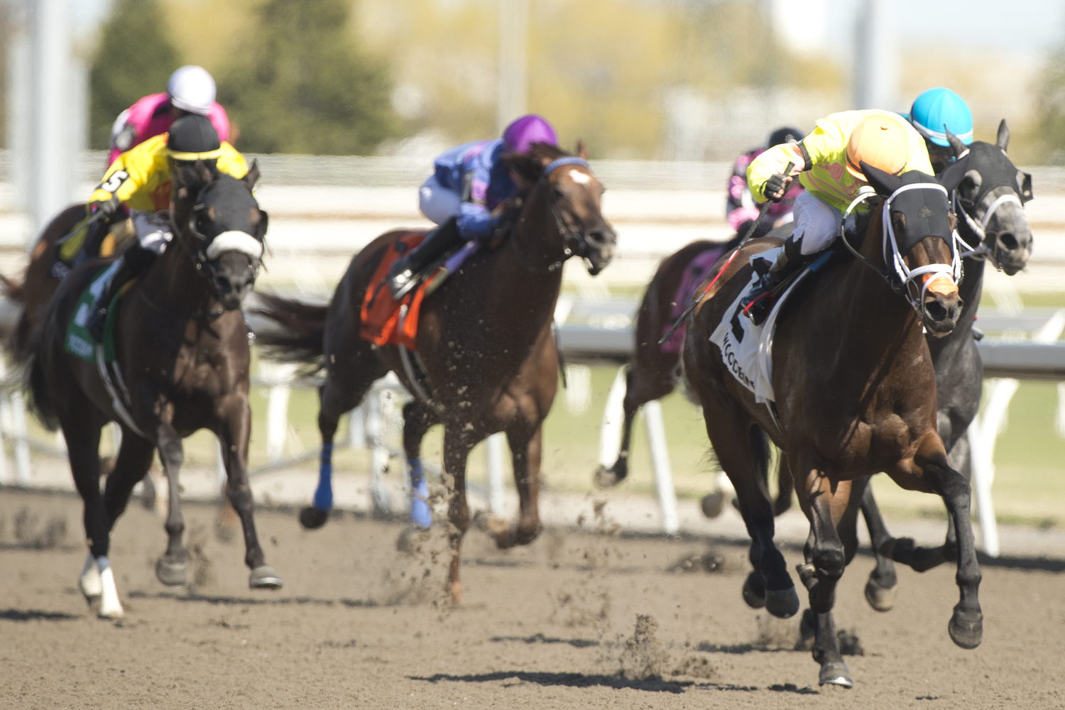 Mansetti winning the Woodstock Stakes on April 27, 2025 at Woodbine (Michael Burns Photo)