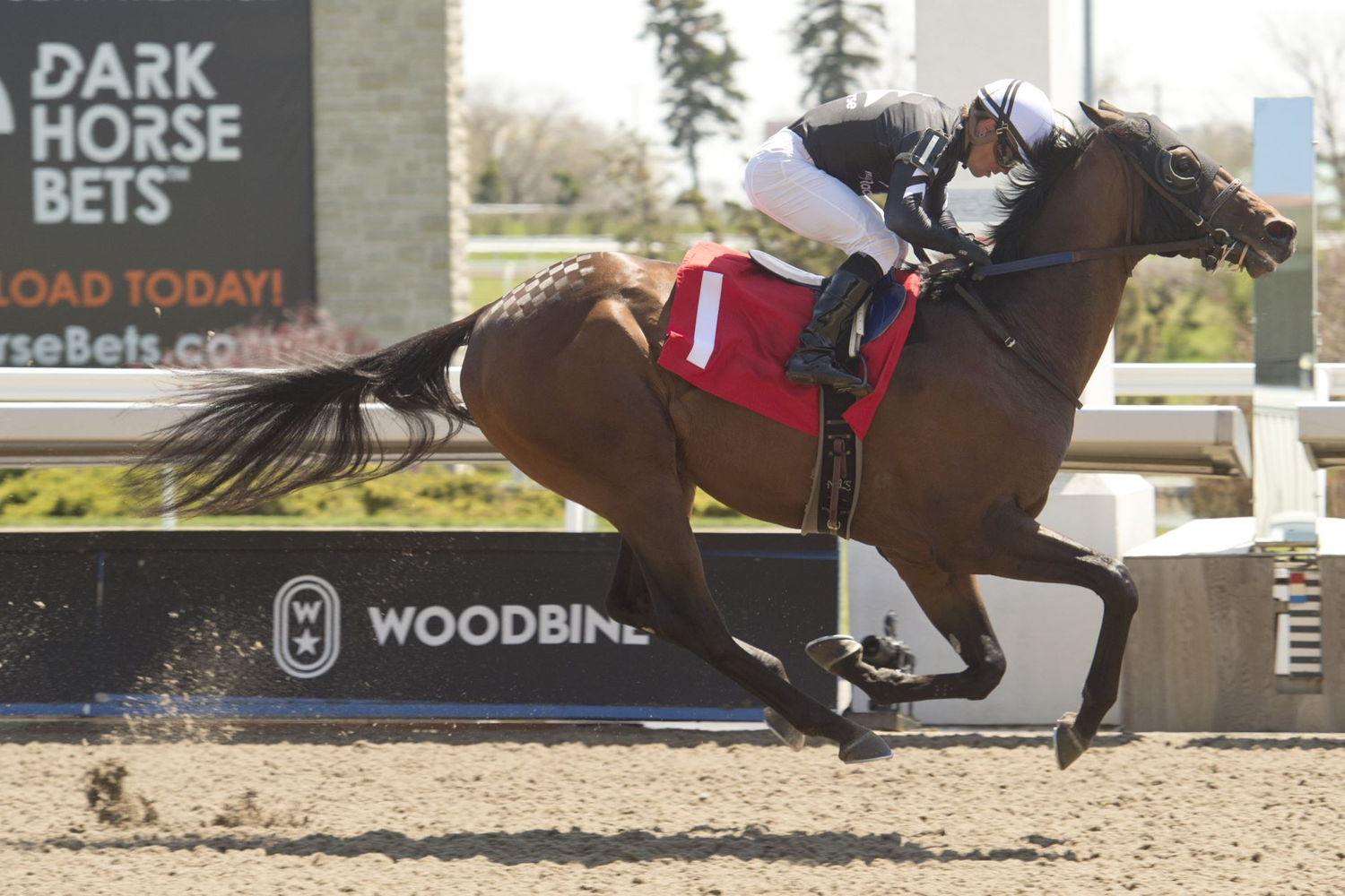 Duke of Love winning on May 7 at Woodbine. (Michael Burns photo)