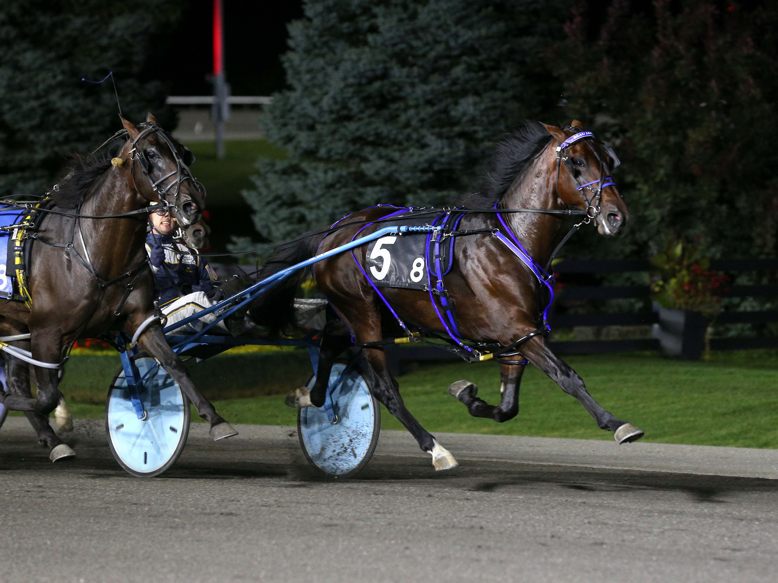 Beau Jangles Supreme in Metro Pace