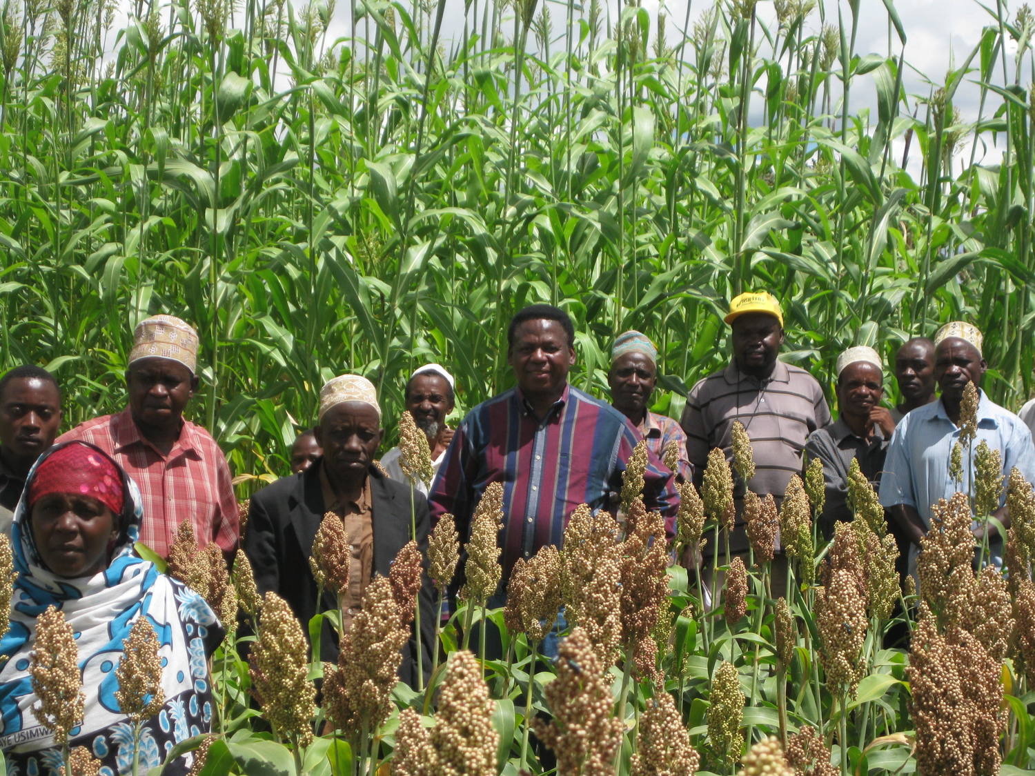 Researchers, extension officers and farmers in a PVS field belonging to Mr Said Isare.