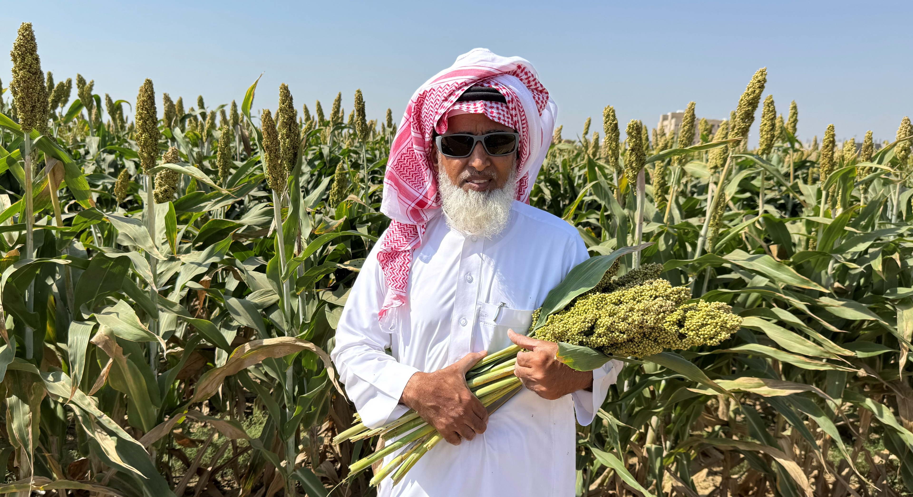 ICRISAT-Bred Sorghum Flourishes in the Drylands of Saudi Arabia 