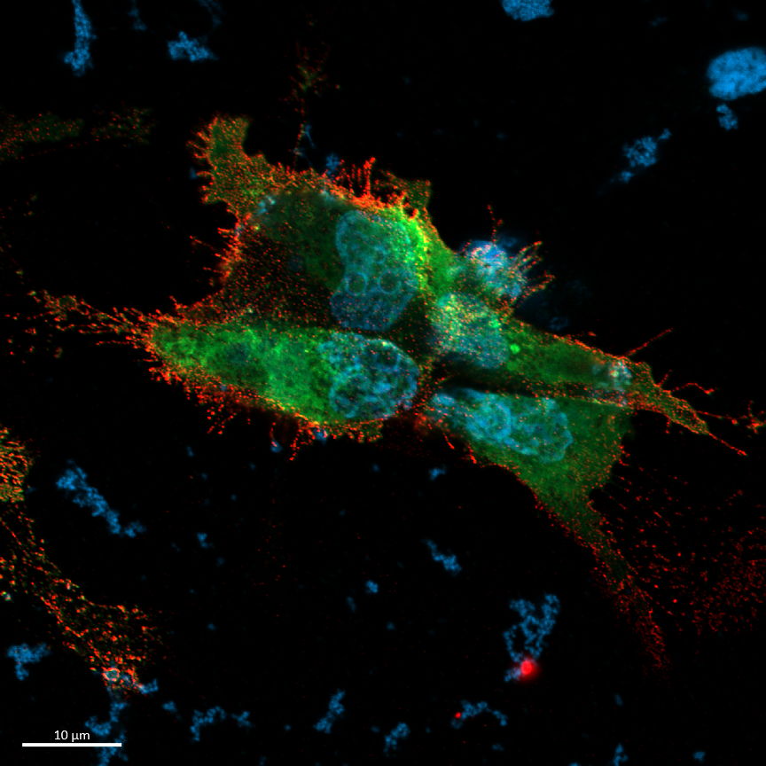 HEK293T cells expressing TurboID at the cell membrane (red = TurboID, green = biotinylated protein, blue = nuclei)