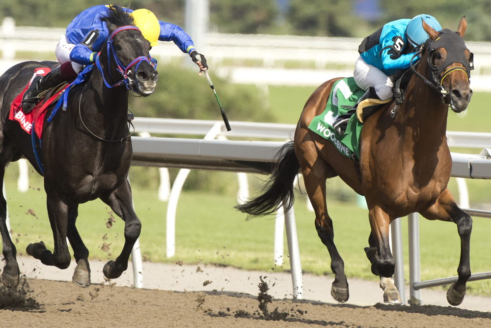 The Minkster (inside) winning the Queenston Stakes. (Michael Burns)