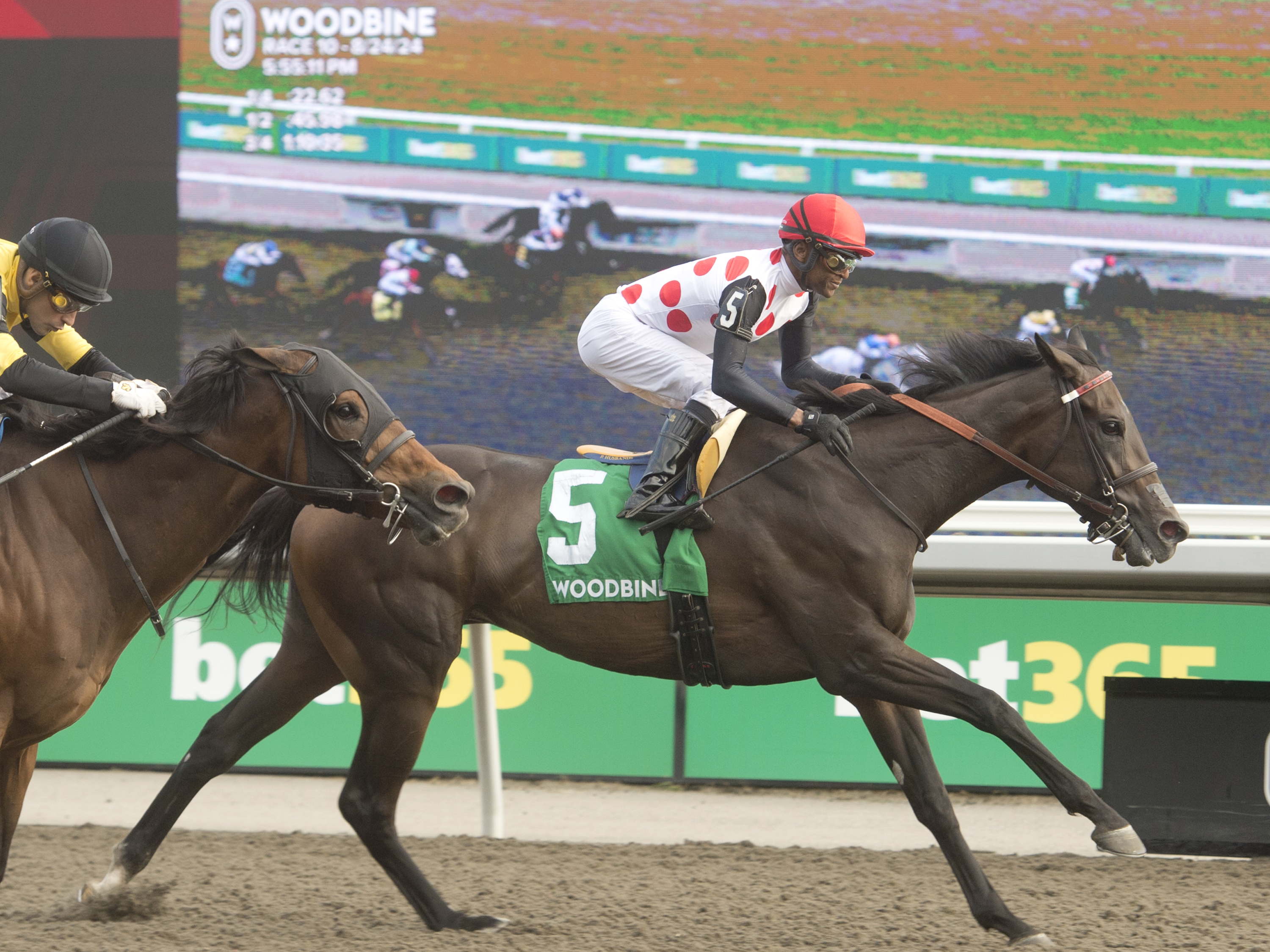 Live Oak pair, Star Candy and Ticker Tape Home, set for Grade 3 Whimsical test
