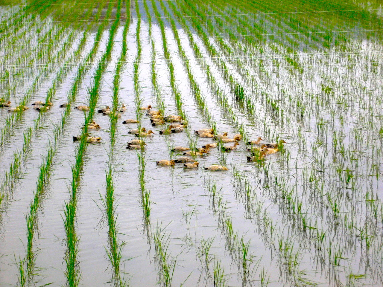 shu uemura izumi tonic rice fields