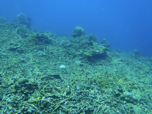 Coral reefs and the importance of ecosystem engineers