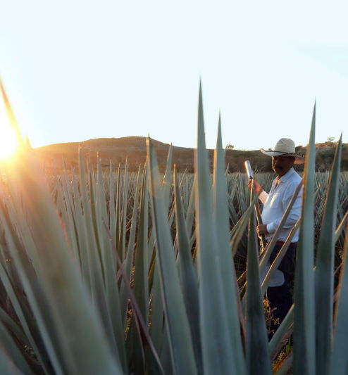 Tequila y Tierra: El Doble Compromiso de Casa Dragones