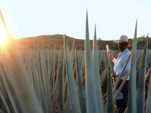 Tequila y Tierra: El Doble Compromiso de Casa Dragones