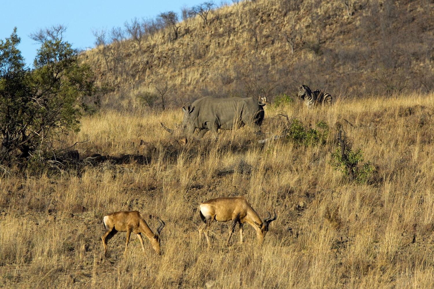 Een neushoorn, een zebra en twee impala's | © South African Tourism