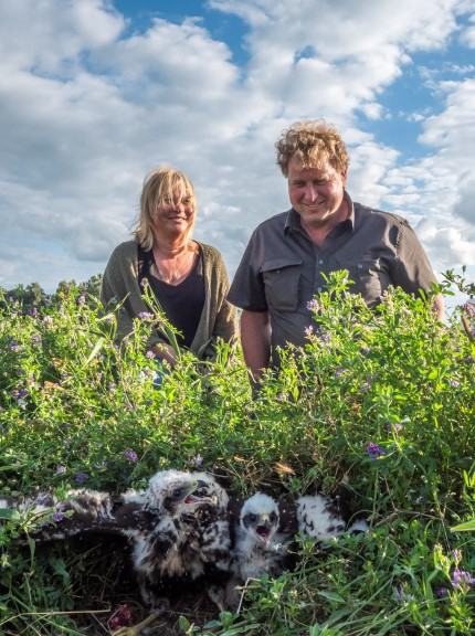 Landbouwerkoppel bij hun bruine kiekendiefnest - Oude Doorn, Nederland (c)Marco Renes