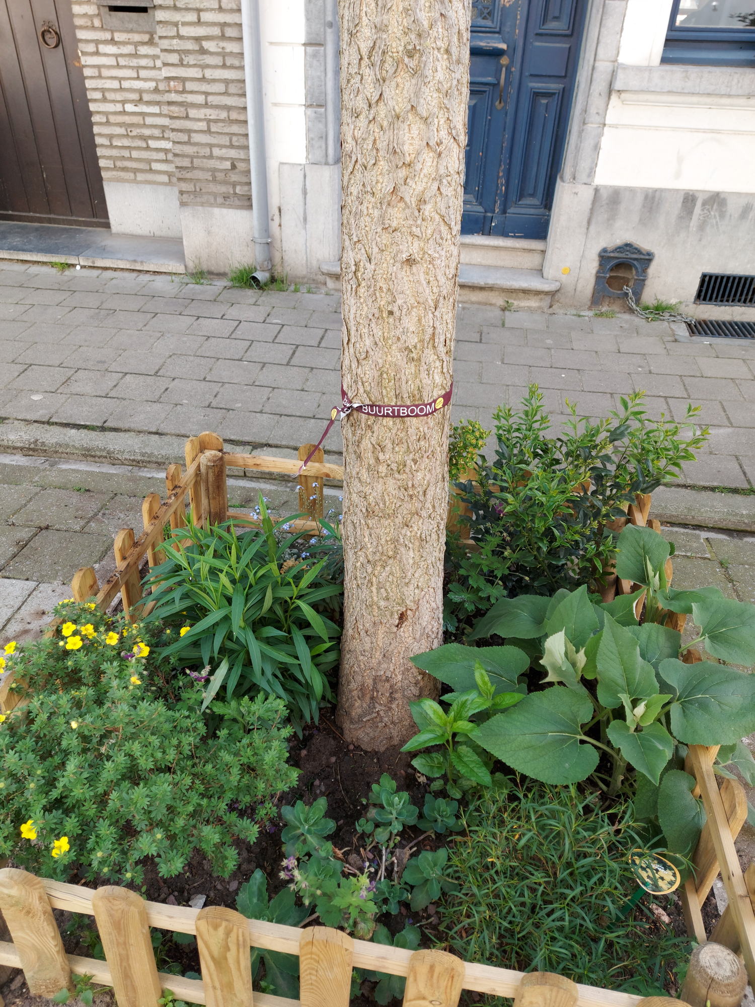 Boomvak in Wetstraat