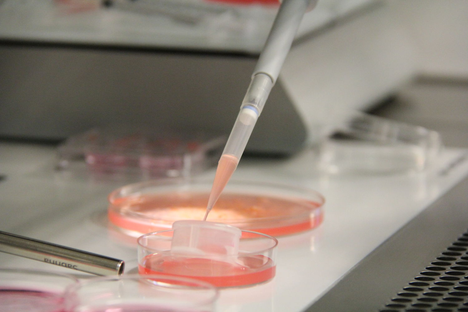 Filtrer les ovocytes immatures restants, suite au traitement du tissu ovarien, dans le laboratoire du CRG de l'UZ Brussel