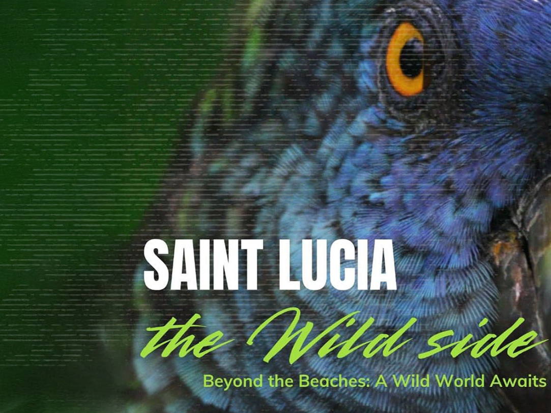 OECS Director General Reviews the Wild Side: The Movie  