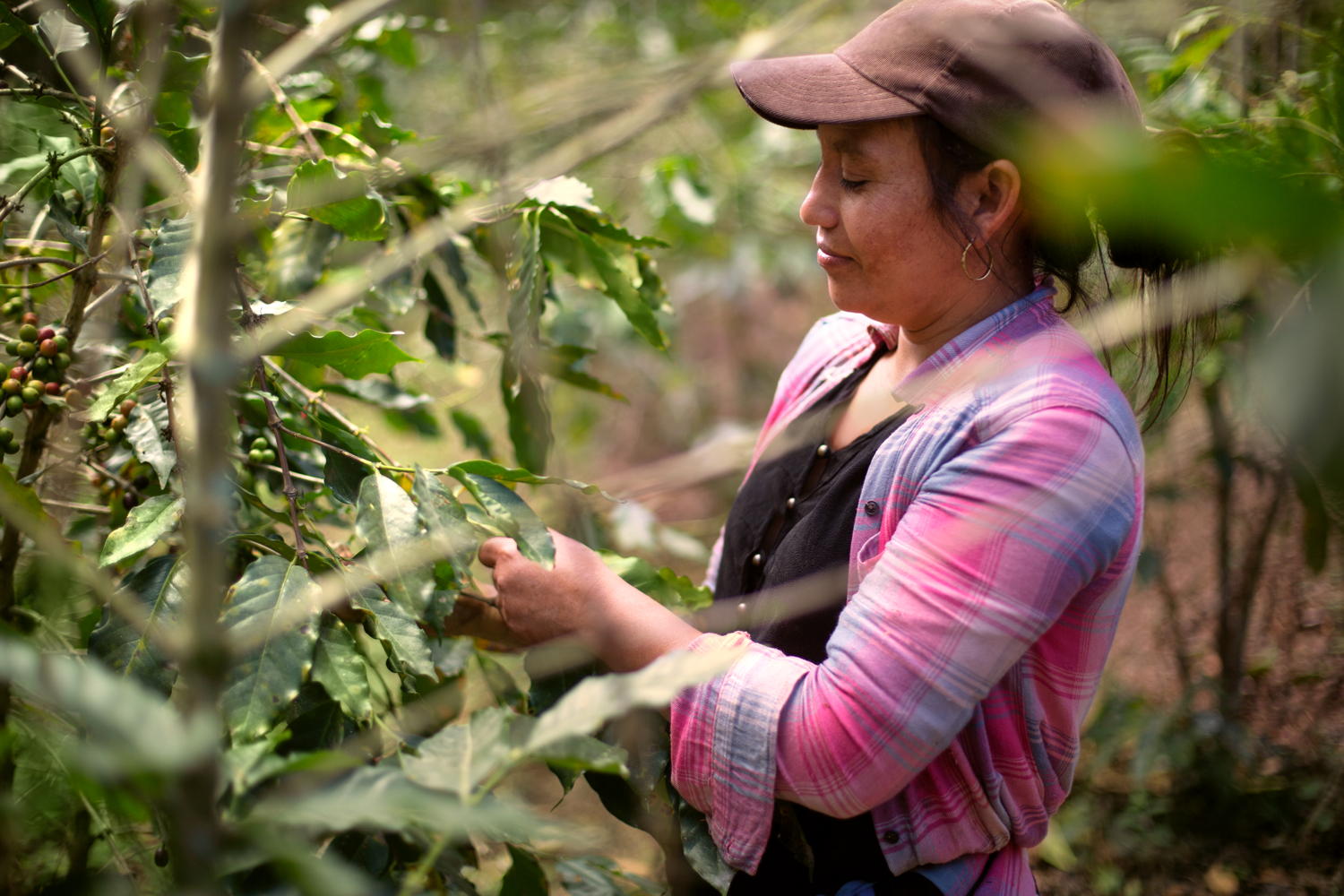 Koffieboeren Honduras