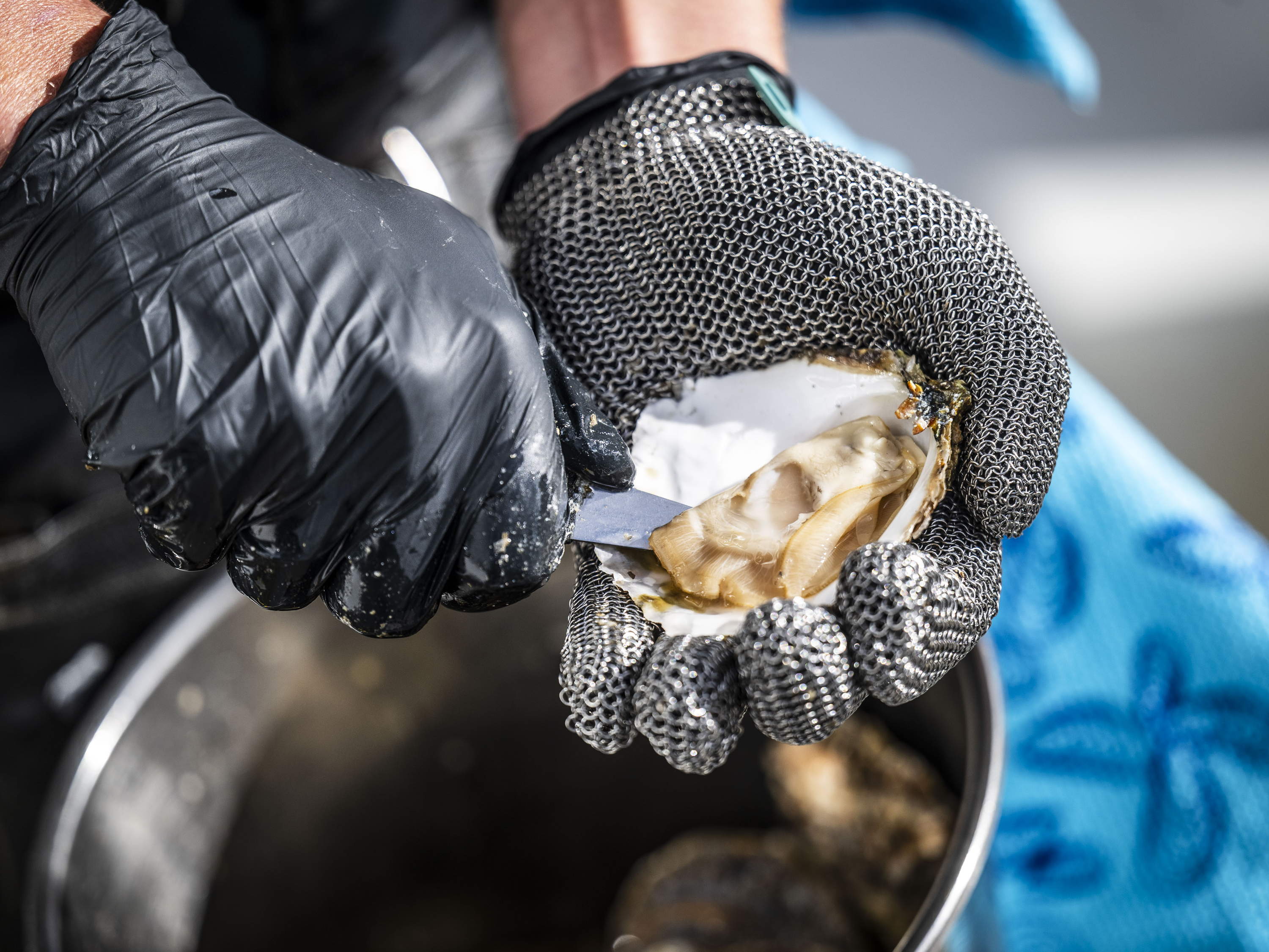 Eerste Zeeuwse oesters van seizoen boven water gehaald
