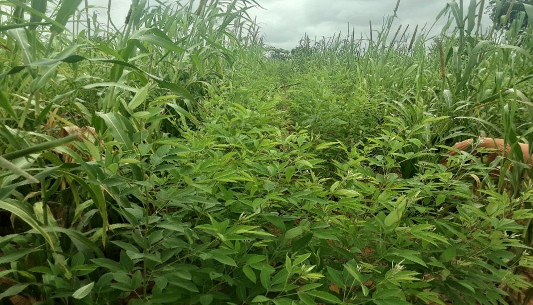 Pearl millet (ICMV 167005) integrated with a pigeonpea plot.