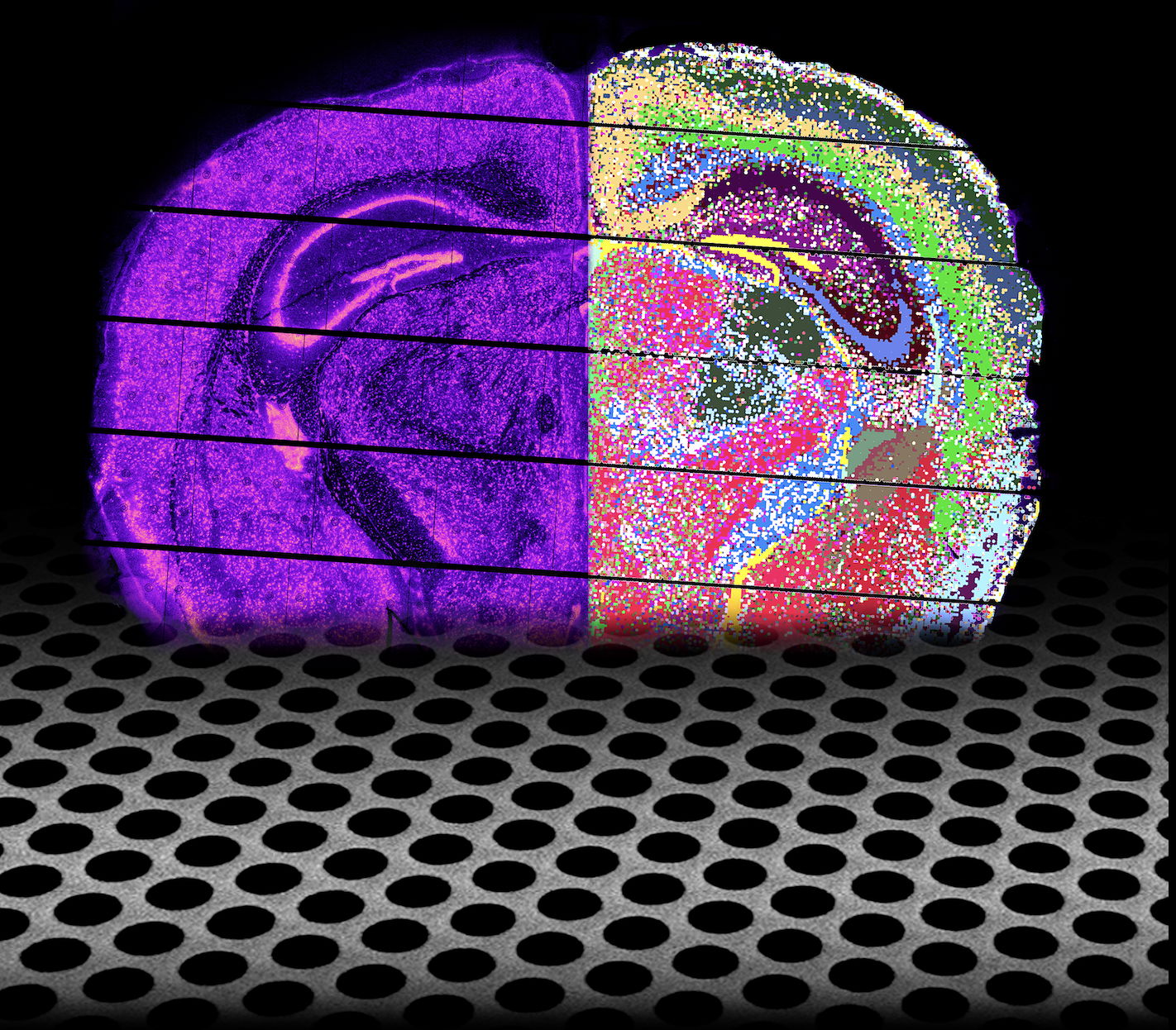 Illustration of a spatial imprint of captured transcripts by Nova-ST, along with the localization of binned clustering, for a coronal section of the mouse brain. The illustration below the brain section represents an electron micrograph of the repurposed Illumina Novaseq sequencing chip. Cover design by Duygu Koldere Vilain (designosome.com).