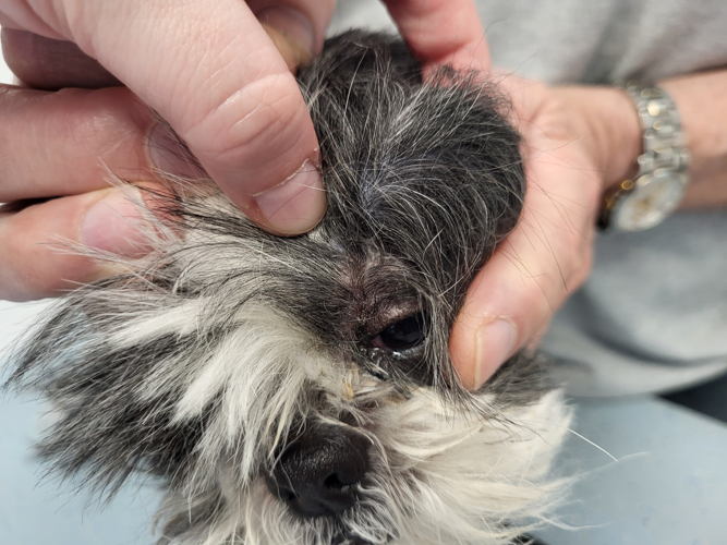 Hond Indy met tumor op de schedel