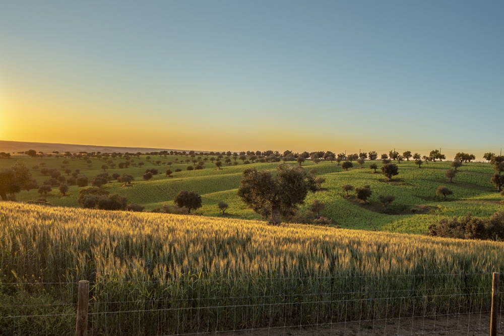 Alentejo landscape