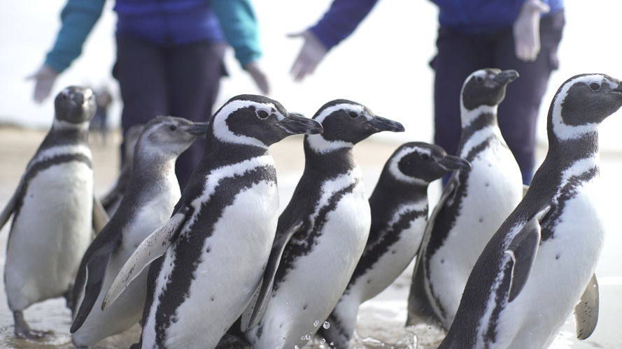 Reinserción de 15 Pingüinos
