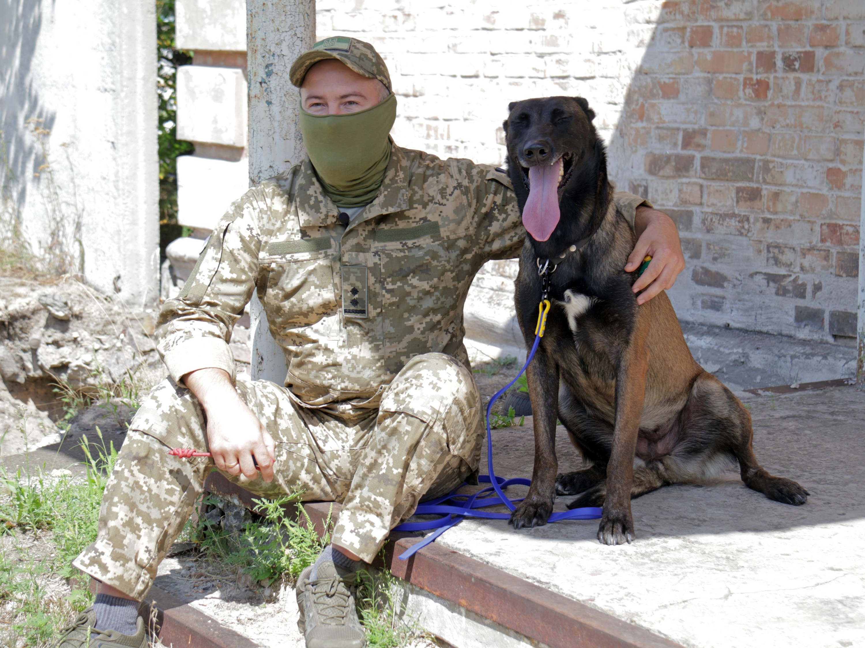 Elite on four legs: The rise of the Belgian shepherd as a global working dog