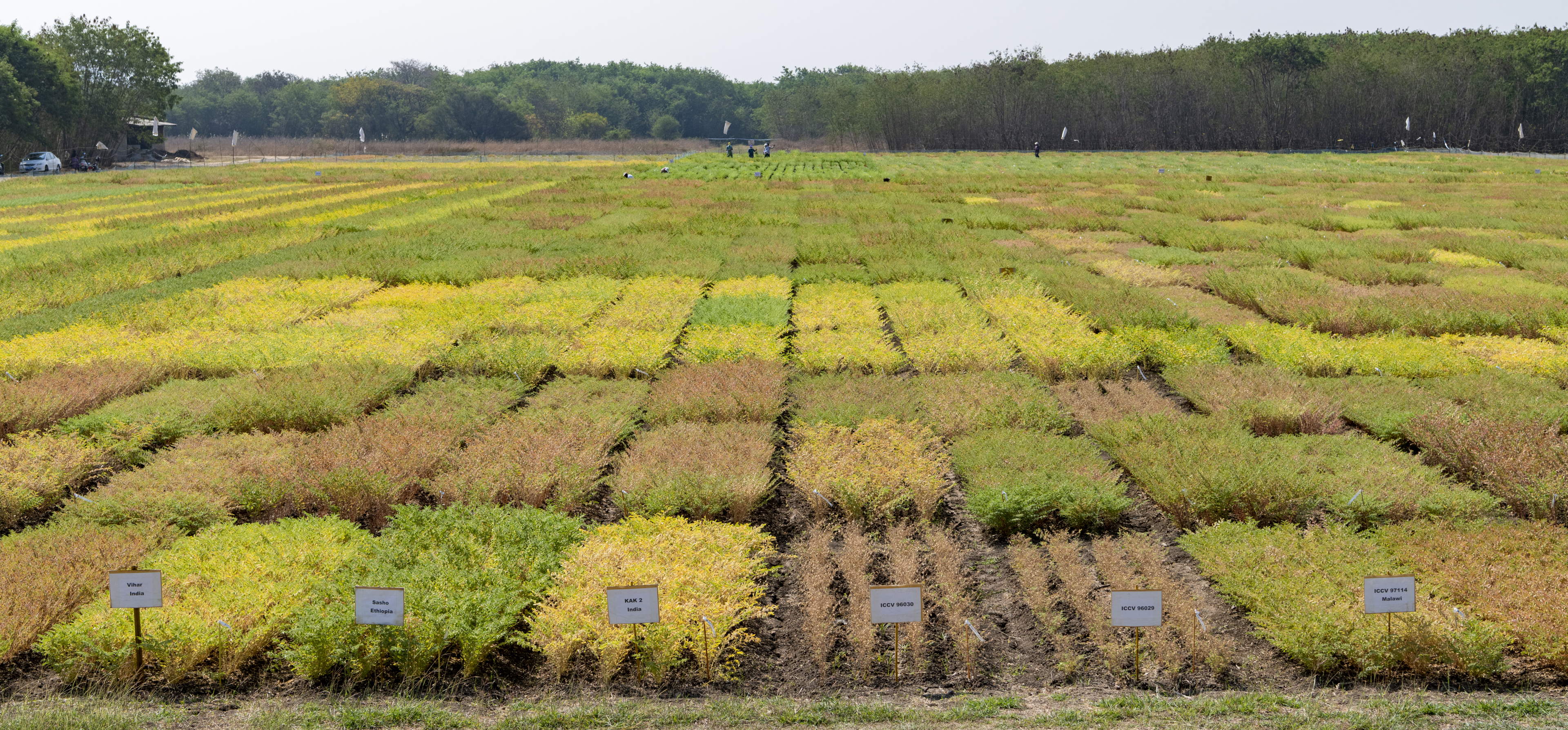 Women scientists create top 3 climate-smart chickpea varieties in India for 2022