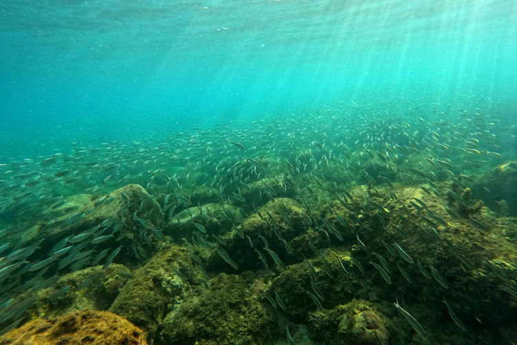 School of Fish