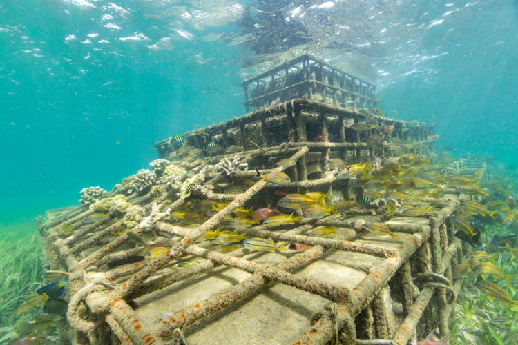 One of the pilot structures installed in Grenville Bay, with coral fragments. © Tim Calver
