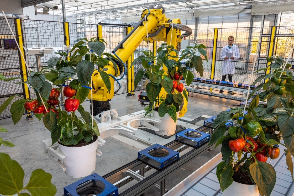 VIB opent de grootste openbare testinstallatie voor geautomatiseerde plantenmetingen in Europa
