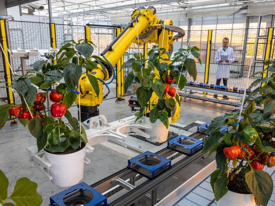 VIB opent de grootste openbare testinstallatie voor geautomatiseerde plantenmetingen in Europa