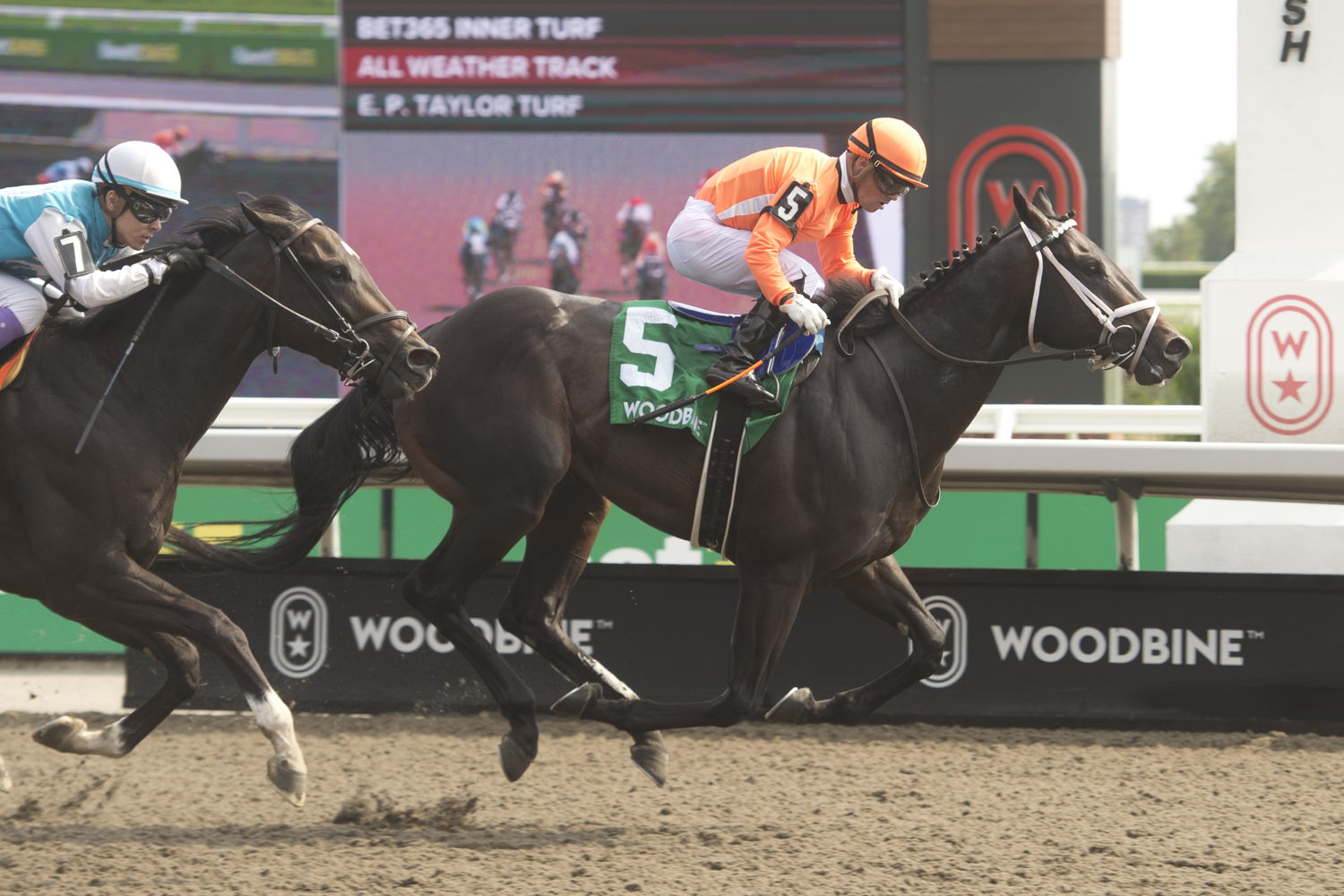 Junior Hot Shot and jockey Justin Stein winning the Elgin Stakes on August 25, 2024 at Woodbine (Michael Burns Photo)