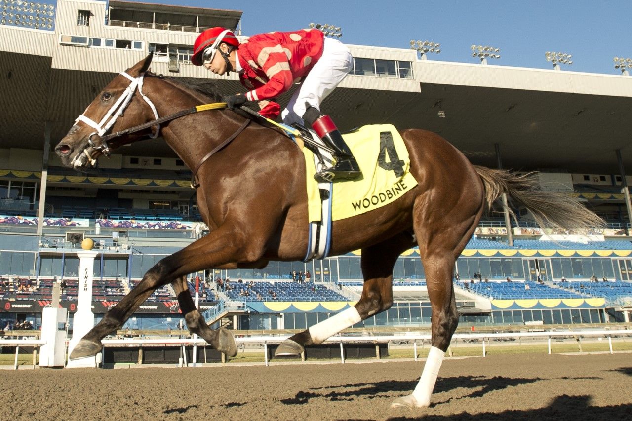 Bluebirds Over and jockey Edgard Zayas winning the Grey Stakes on Saturday at Woodbine (Michael Burns Photo)