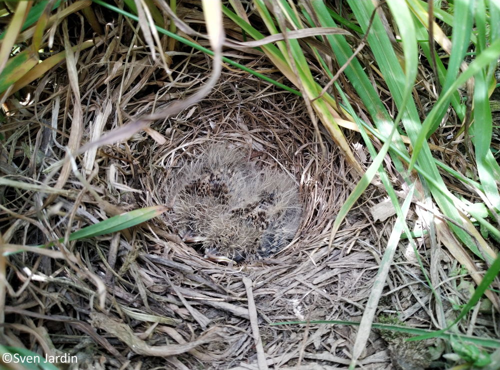 Nest veldleeuwerikjes