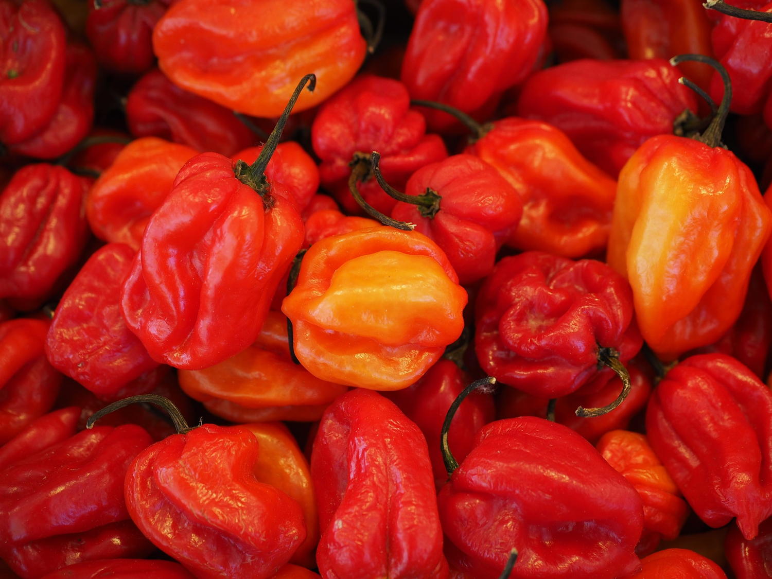 Pepper