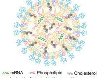 Therapeutic potential of a novel mixture of mRNA in nanoparticles overcomes tumor progression  