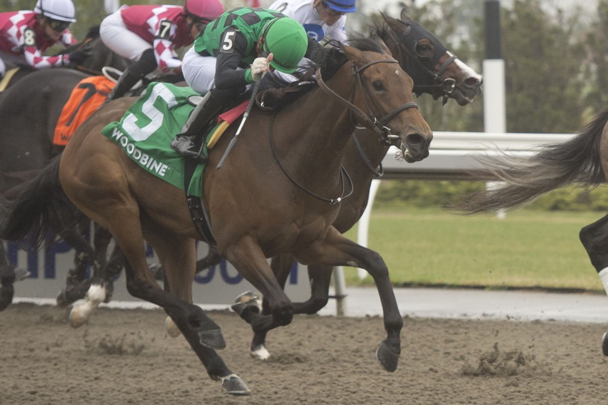 Jill Jitterbug and jockey Sahin Civaci winning the Star Shoot Stakes on April 29, 2023 at Woodbine (Michael Burns Photo)