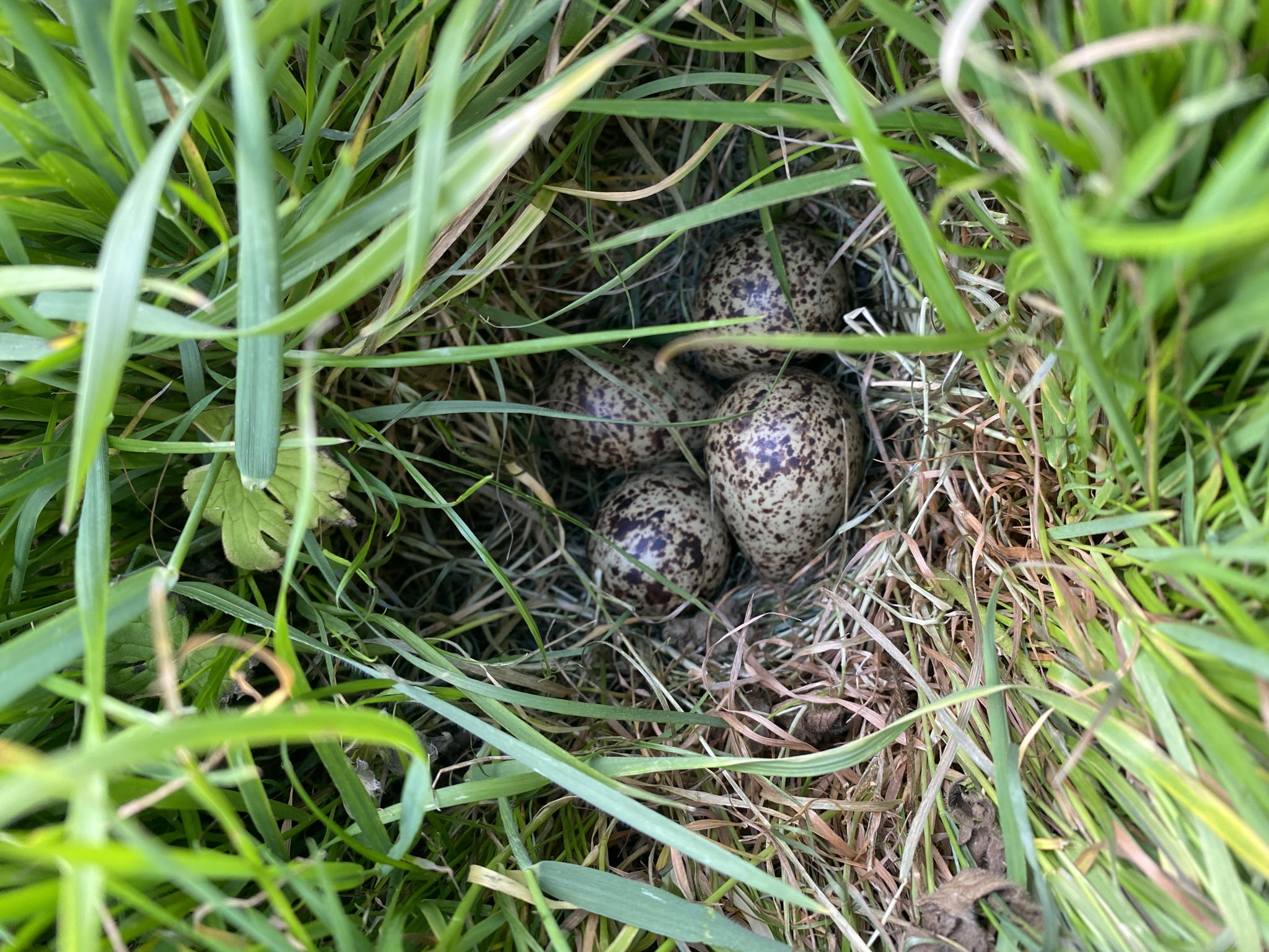 Nest van tureluur © VLM, Bregt Desmet