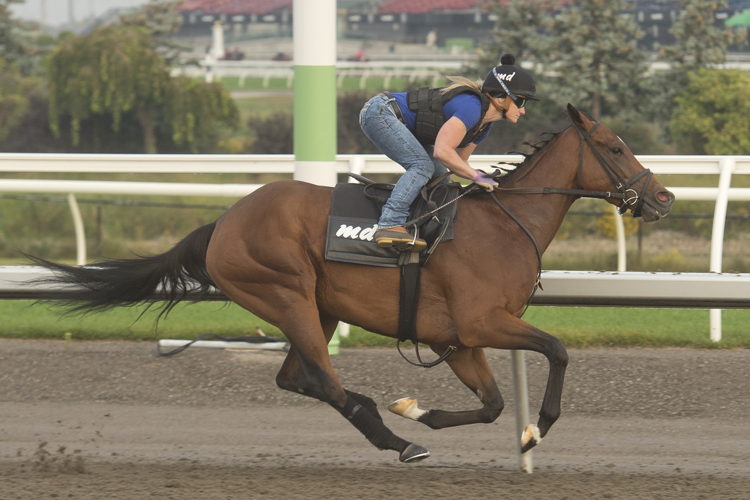 Hurricane Clair training at Woodbine (Michael Burns Photo)