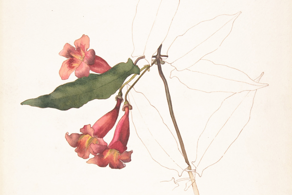 Elegant watercolours by Margaret Neilson Armstrong