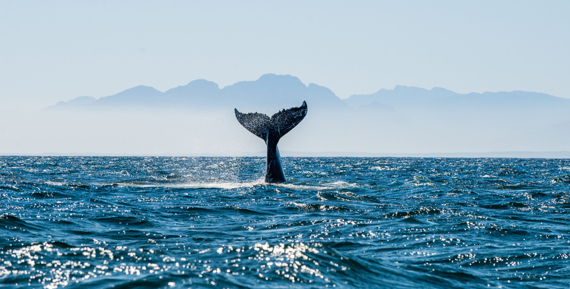 Eastern Pacific is an important area for migrating humpback whales